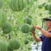 cute but expensive baby watermelons 127756