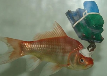 cyborg yellow fish photo draws attention 127251