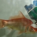 cyborg yellow fish photo draws attention 127251
