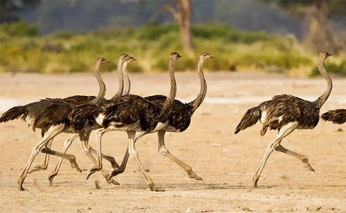 Ostriches are another species with outstanding running abilities.