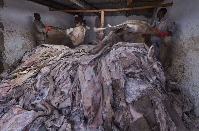The high demand for donkey hides in China has led to rampant smuggling in Africa.