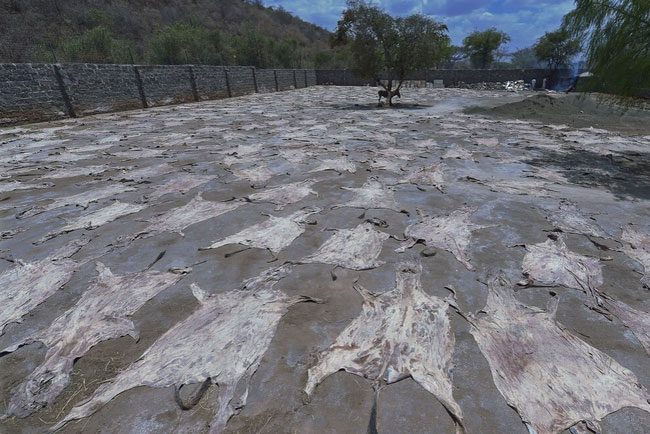 Dried donkey hides