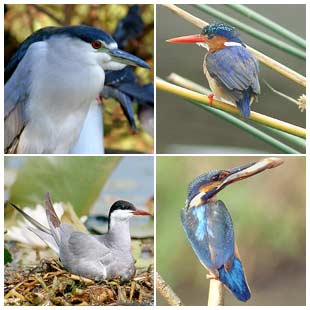 What determines species diversity?