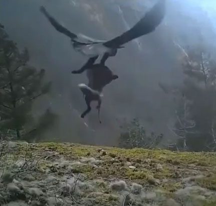 Eagle grabs fox and flies into the sky