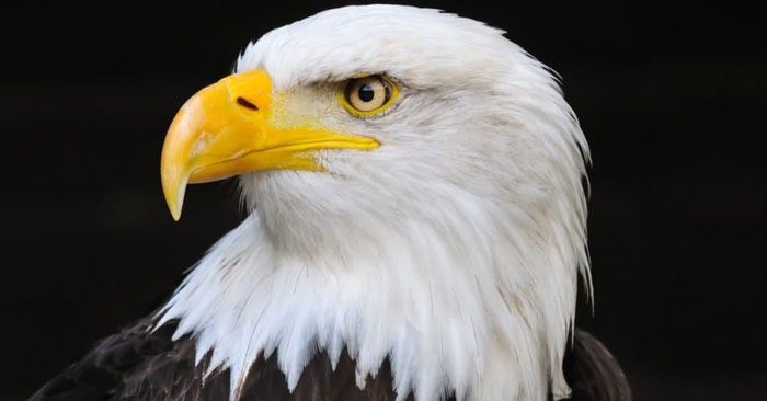 Bald Eagles also have exceptional vision.