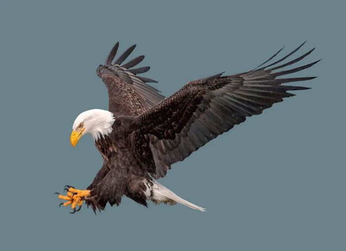 The overall lift depends on the wingspan and flight speed of the bird
