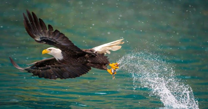 Bald Eagle