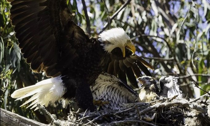 Young red-tailed hawk growing up in a bald eagle's nest.