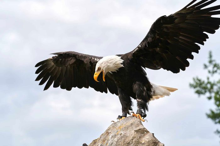 Bald Eagle.