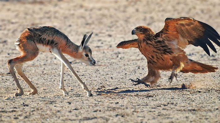 An eagle swoops down, preparing to attack the fawn.