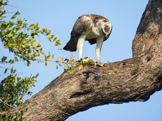 The prey of the Martial Eagle is quite diverse.