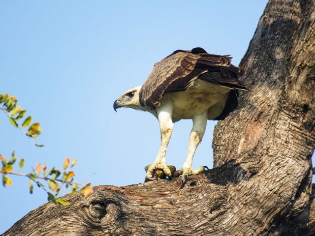 Martial Eagles can be found throughout most of sub-Saharan Africa.