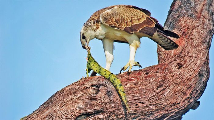 Martial Eagle grabbing a Nile crocodile onto a tree.