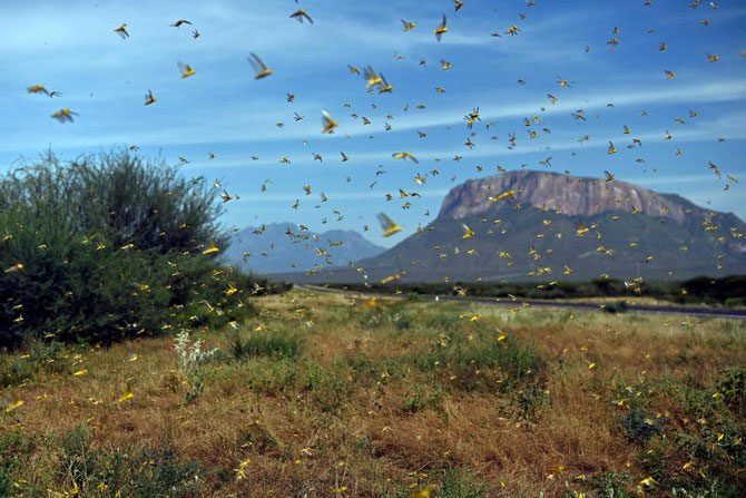 A swarm of locusts near Lerata village in Samburu, Kenya.