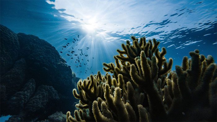 World's oceans are gradually losing oxygen