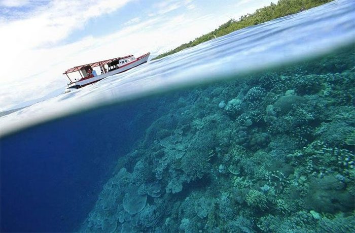Rising ocean surface temperatures are alarming scientists.