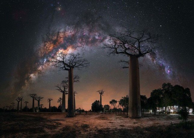 Photo “Night Under the Baobabs” by author Steffi Lieberman.