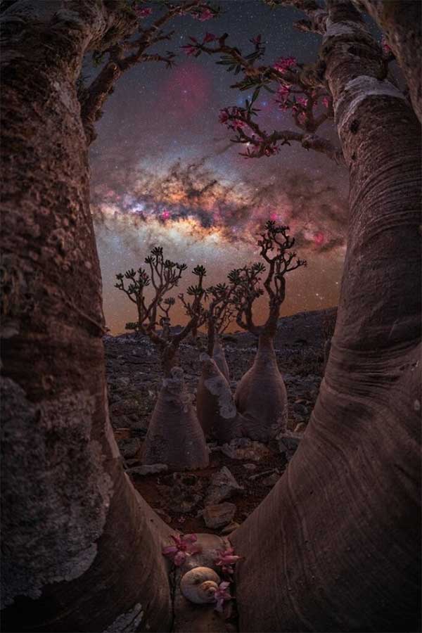 Photo: "The Bottle Tree Gateway" taken in Socotra, Yemen.