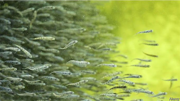 90% of the world's fish catch is exceeding the capacity of the oceans