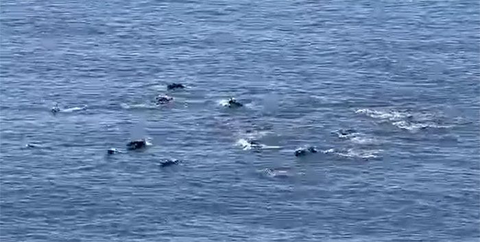 Dolphins frolicking at the national scenic area of Bãi Môn - Mũi Điện