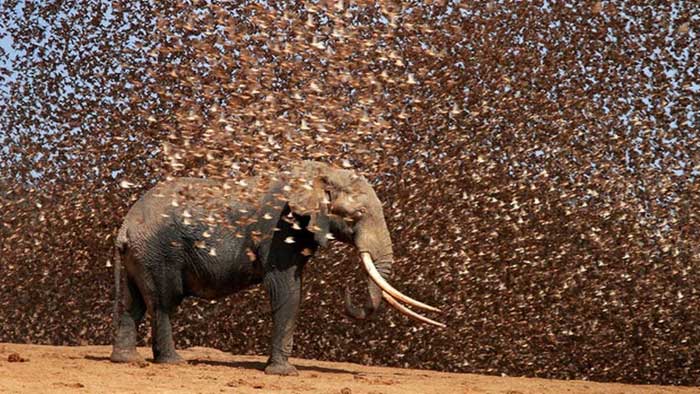 Sparrows attacking elephants
