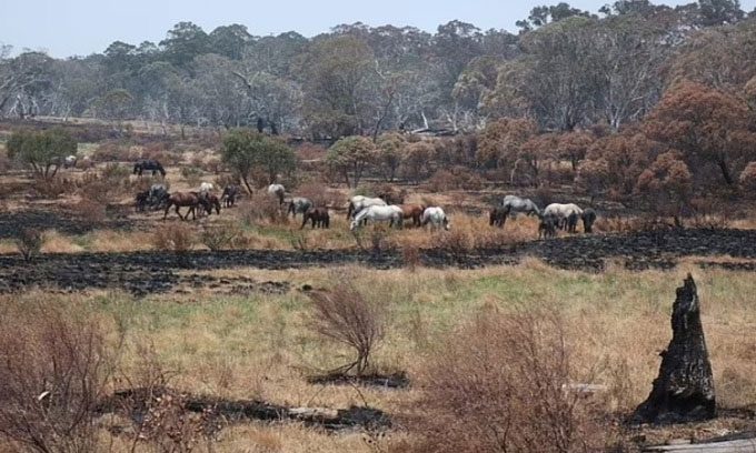 A herd of wild horses grazing in Kosciuszko.
