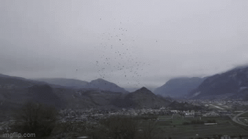 A massive flock of gold-marked crows flying in the sky
