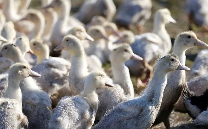 Avian influenza primarily spreads among wild birds and domestic poultry such as ducks, gulls...