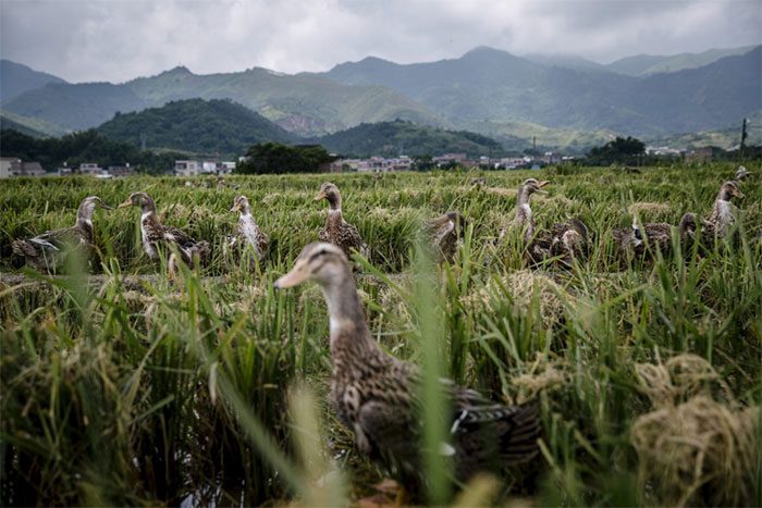 Another flock of ducks working in the rice fields of Guangdong Province, China.