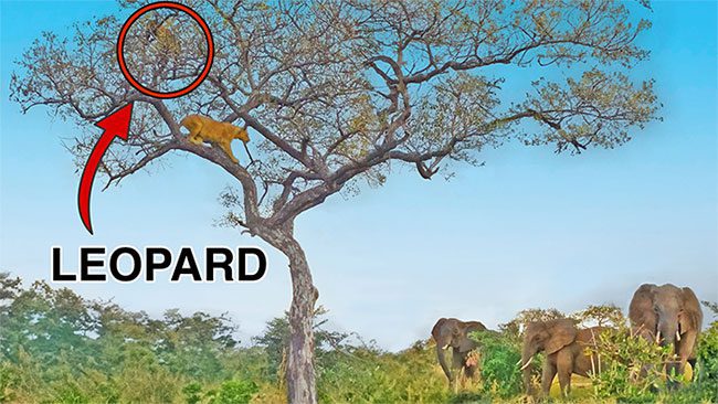 The lioness quickly climbed the tree causing the leopard to drop its meal.
