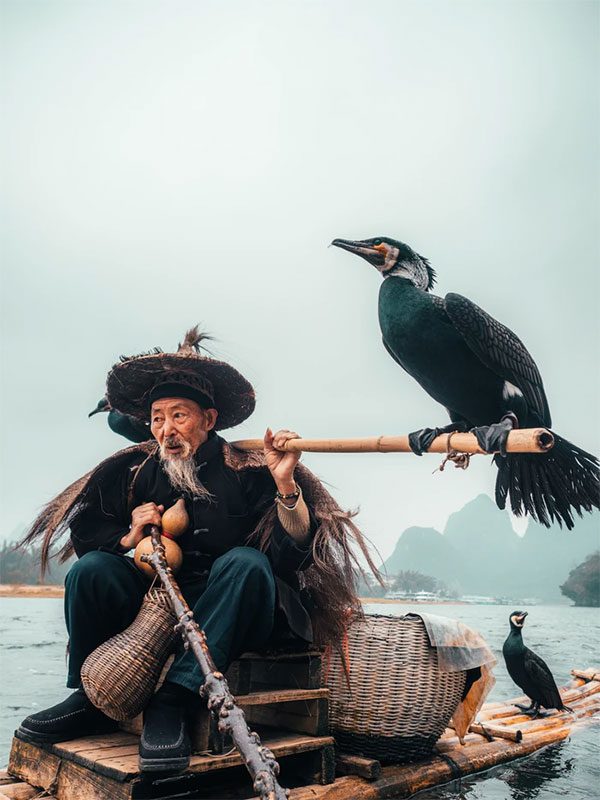 Banning cormorant fishing can protect fishery resources.