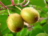 Monkey Peach