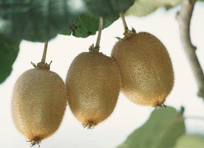 Monkey Peach