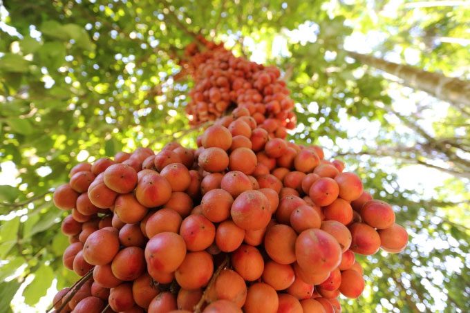The bark, roots, and wood of this tree are harvested for medicinal use.