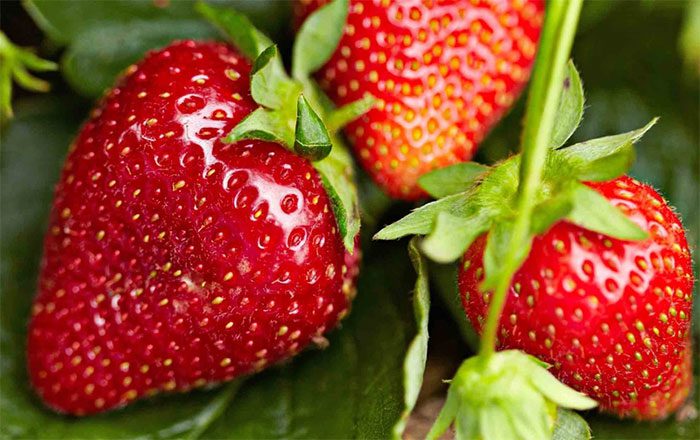 Strawberries