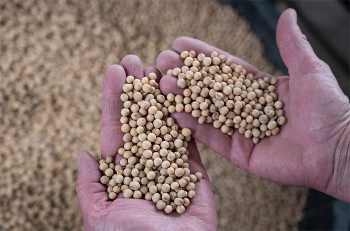 Gene editing technology can enhance crop yields.