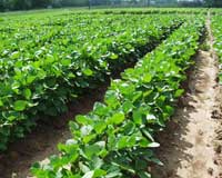 Soybeans