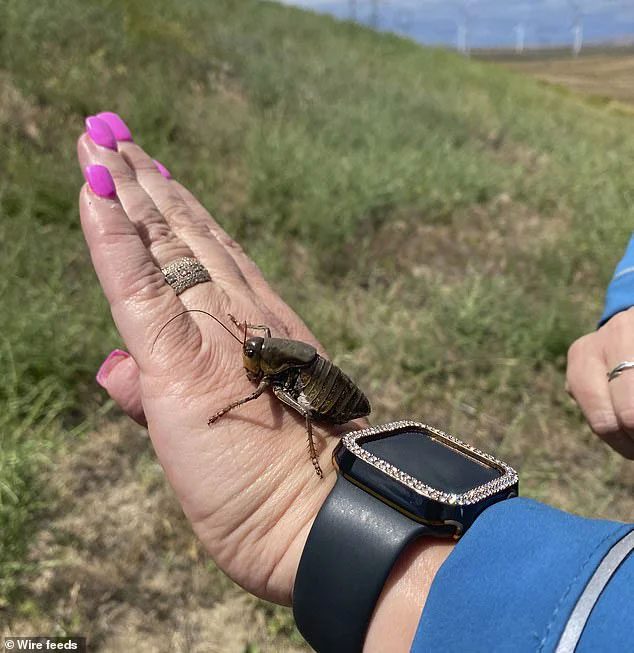 Close-up image of Mormon crickets.
