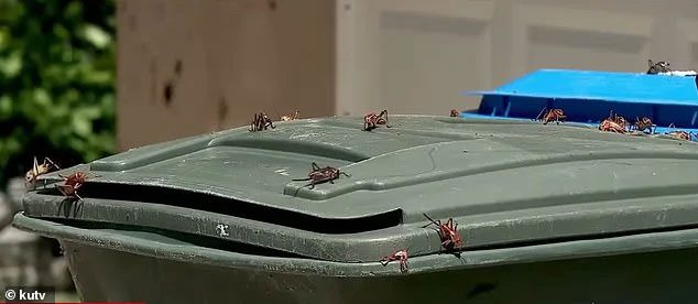 This insect can be found everywhere, including trash cans.
