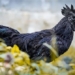 decoding black chicken from the warehouse to the 129071 grave