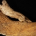 decoding the mysterious lower back of a 14th 19th century woman 126888