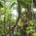 decoding the mystery why tropical forests have many species 5252