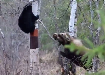 deer suddenly appears which makes black bear have to climb a tree 128578