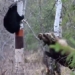 deer suddenly appears which makes black bear have to climb a tree 128578