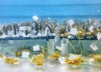 dental science research on the impact of seawater heat 129007