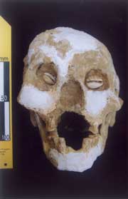Unique burial practice discovered: Placing sea shells in the eye sockets.