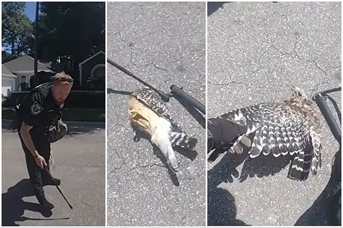 The injured hawk lying on the road in a residential area outside Gainesville.