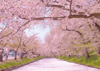 discover 72 seasons in a year only in japan 128945