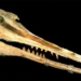 discovery of 25 million year old strange toothed pig