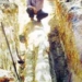 discovery of a 200 million year old wooden stump 5404